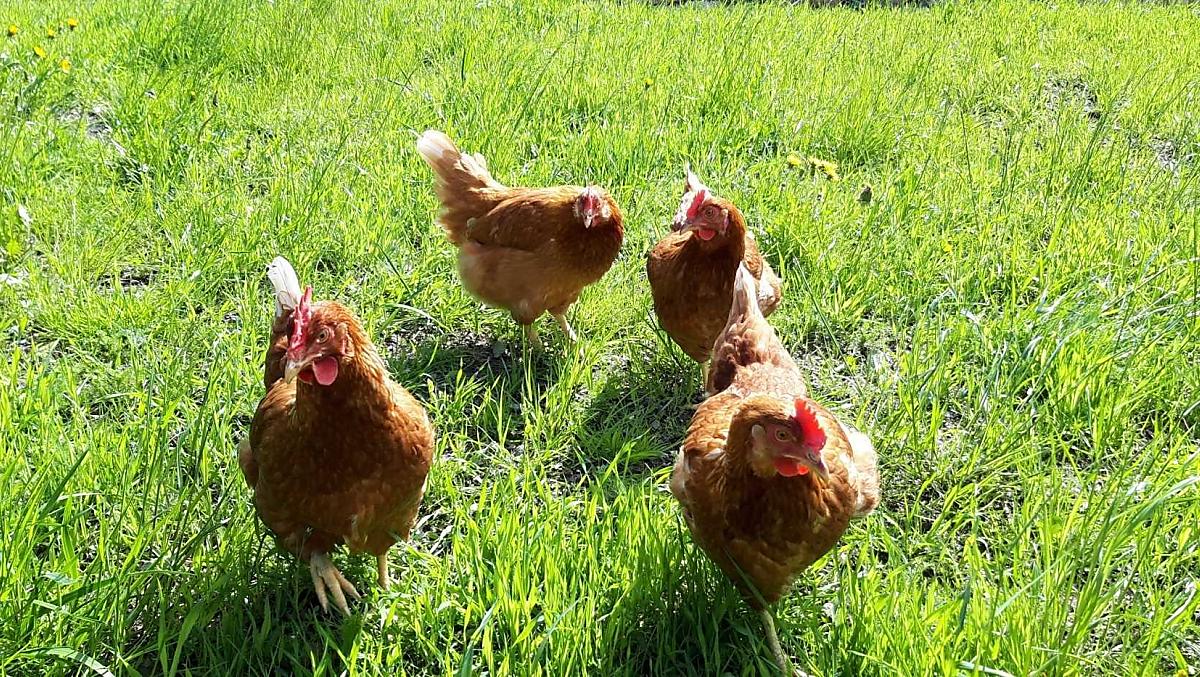 Hanna, Clara, Ida en Liesi op een uitje in het groen.