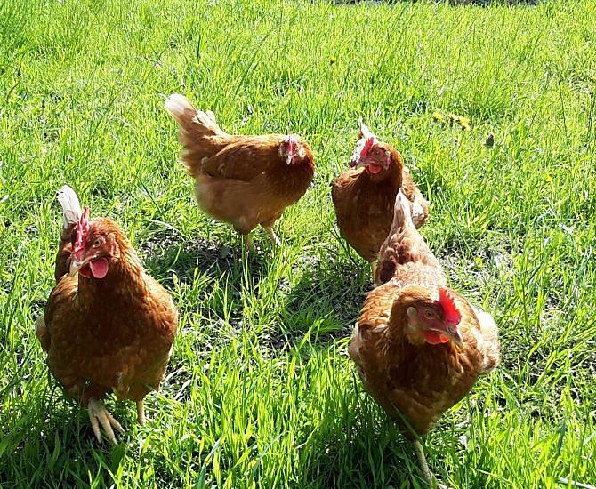 Hanna, Clara, Ida en Liesi op een uitje in het groen.
