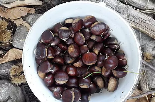 Zelf geplukt smaken ze het beste: de Zuid-Tiroolse eetkastanjes uit eigen teelt.