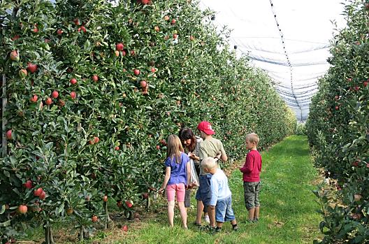 Tijdens een rondleiding op de boerderij laten we u graag zien wat er allemaal nodig is om heerlijke appels te laten groeien.