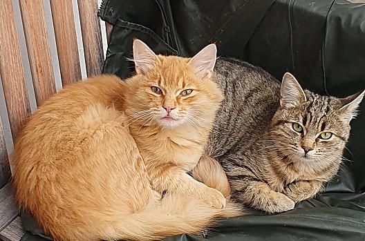 Onze katten kijken ernaar uit om met kinderen te spelen.