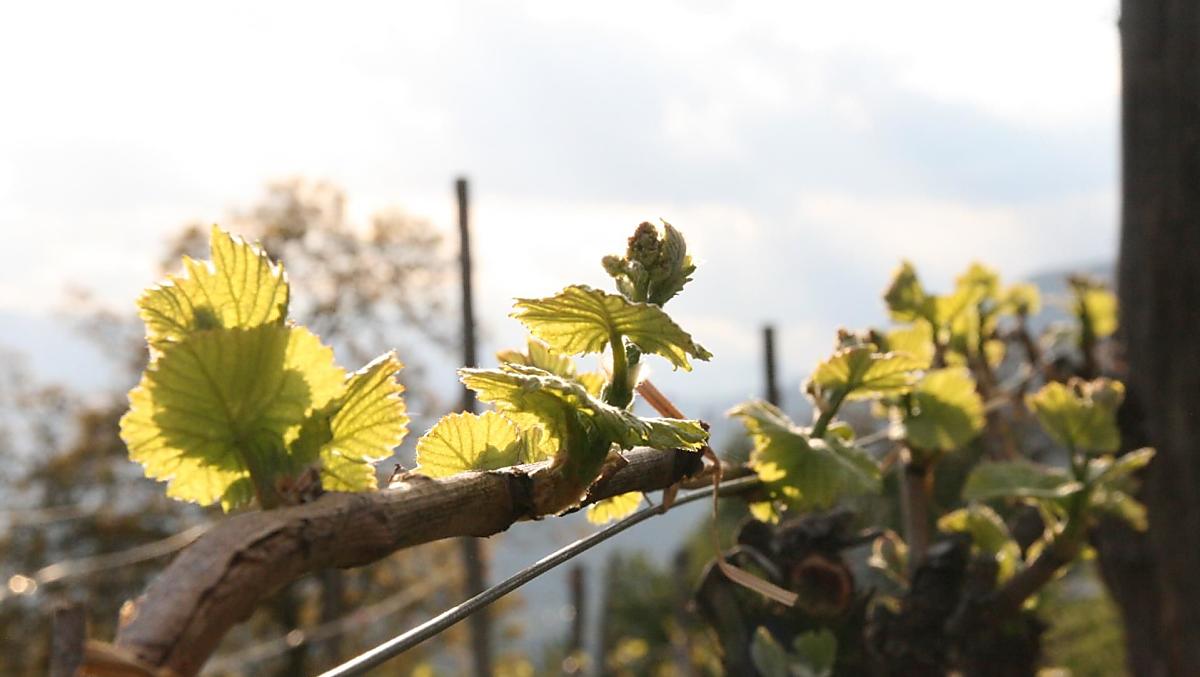 Lente in de wijngaard