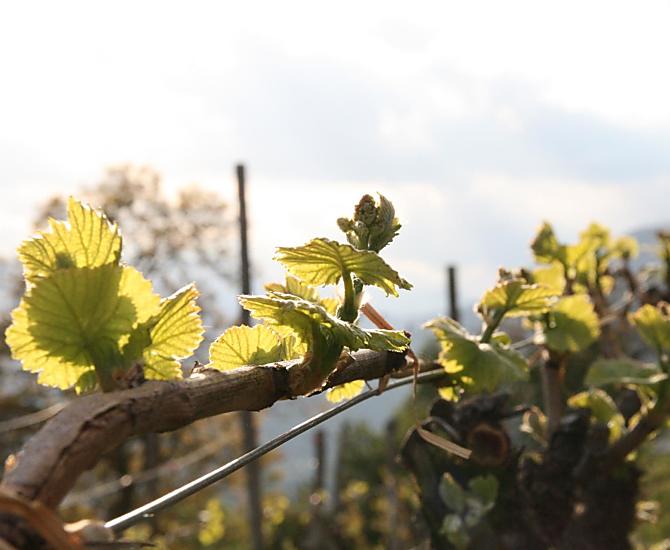 Lente in de wijngaard