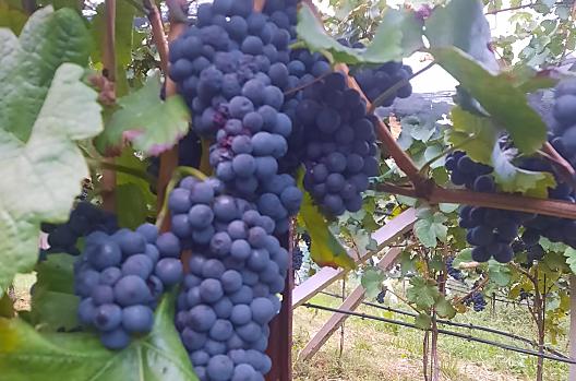 Pinot Noir-druiven