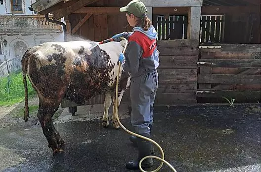 Kalveren wassen