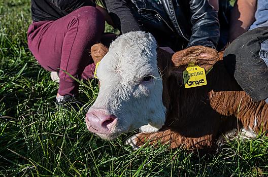 Kalfje Grace geniet van de knuffelsessie