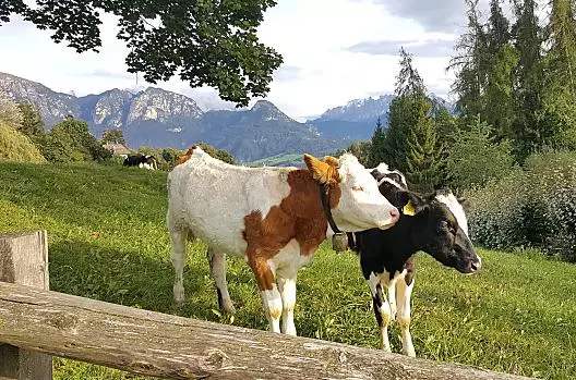 Onze dieren genieten van hun vrije uitloop op weelderige groene weilanden, omringd door vers gras en frisse berglucht.