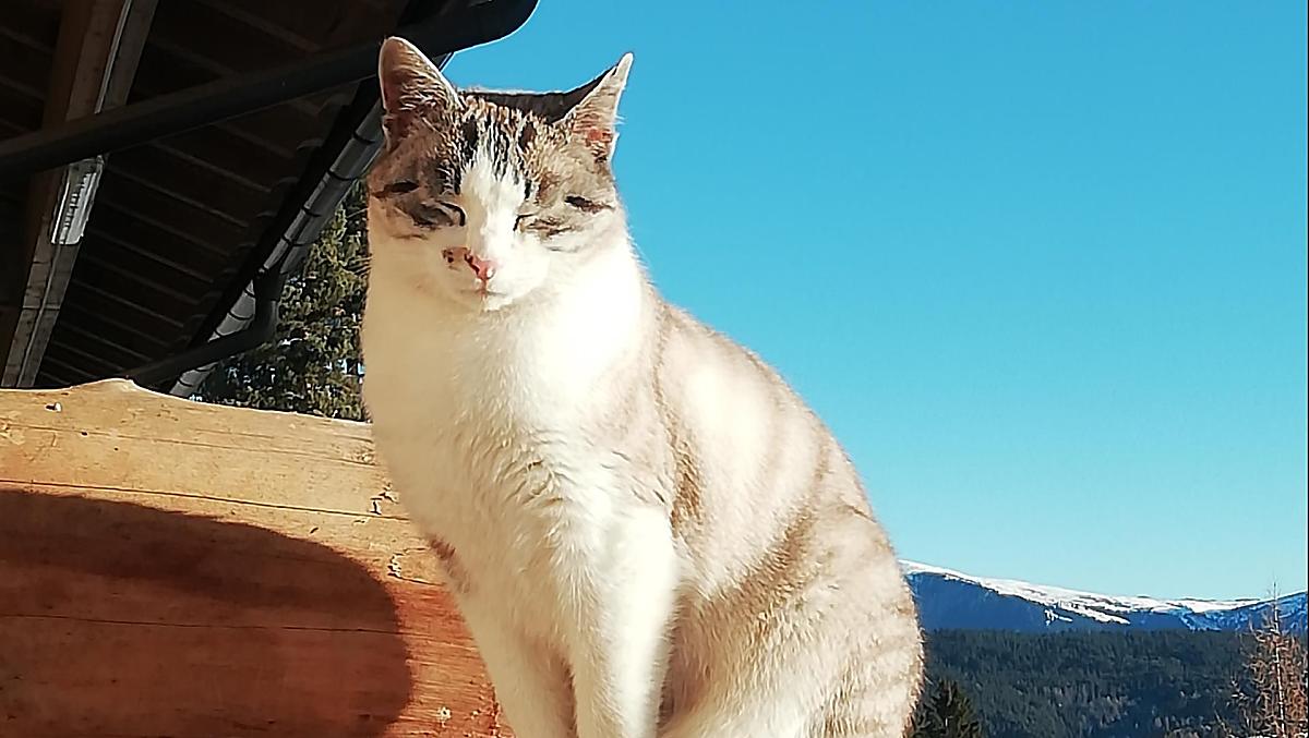 Onze boerderijkat Grissi