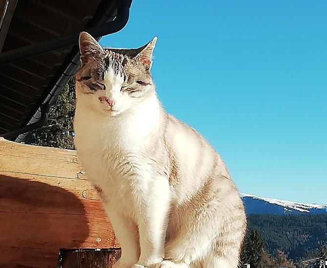 Onze boerderijkat Grissi