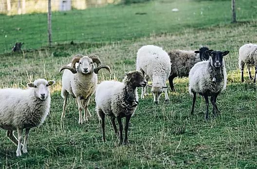 Stimpflhof - Elenco Photo
