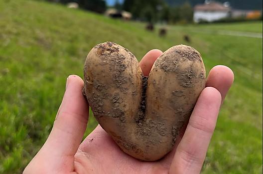 Af en toe ontdek je een ‘aardappelhart’.