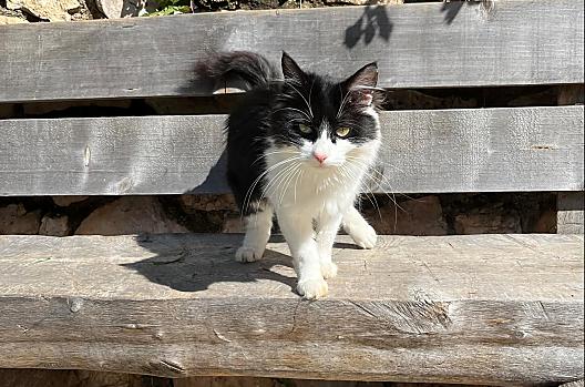 Onze poes Milka