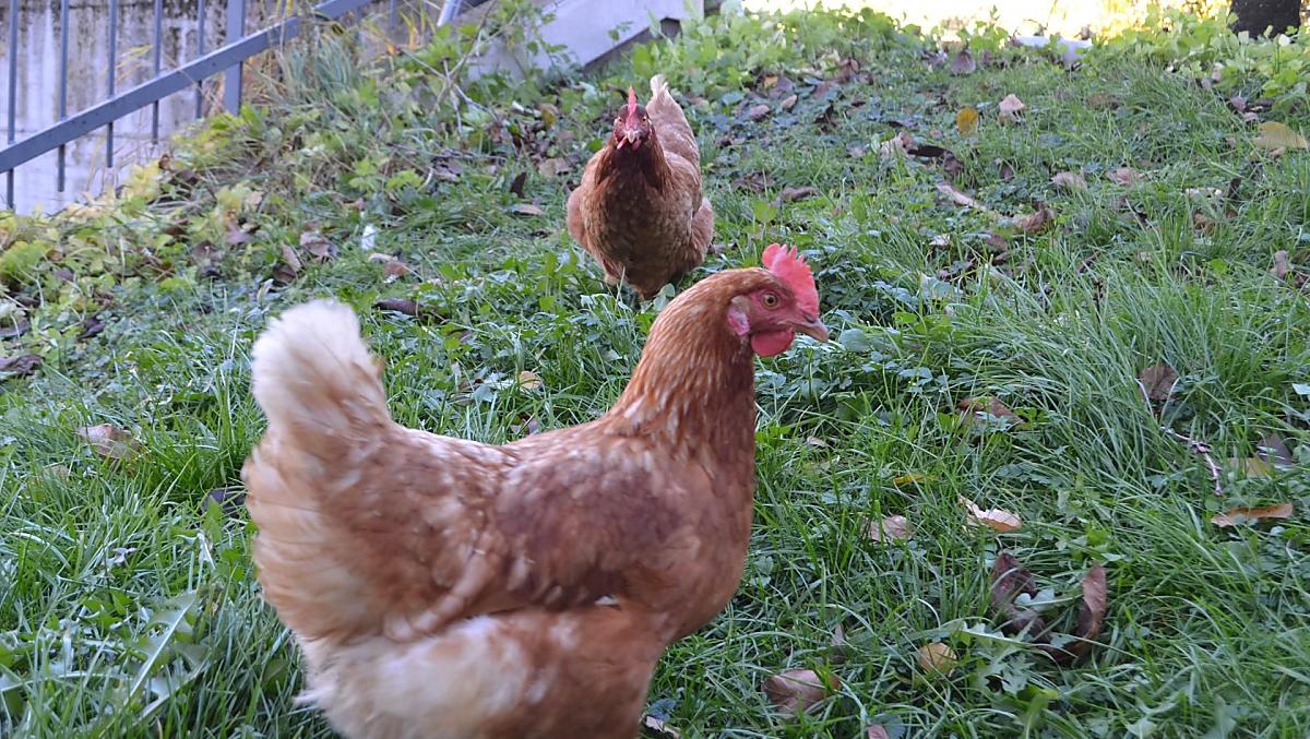 Naast een hond en katten leven er ook kippen bij ons op de boerderij.