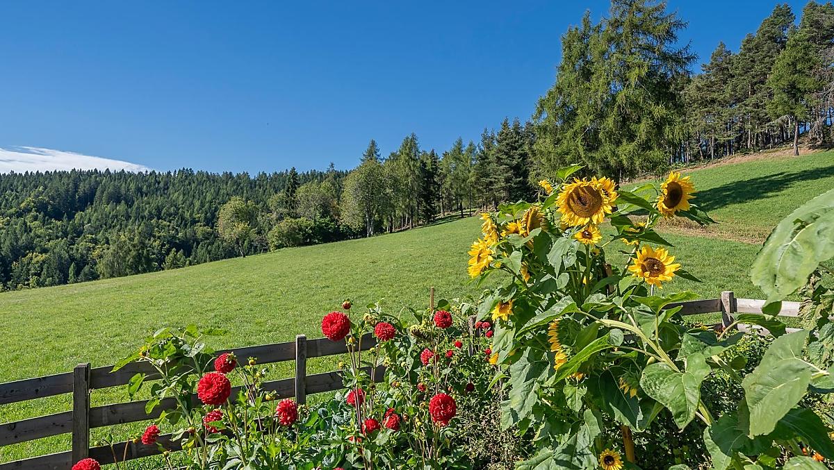 Onze tuin met dahlia’s en zonnebloemen. Daarachter begint het pad naar het hoogplateau van de Salten – direct vanaf de boerderij.