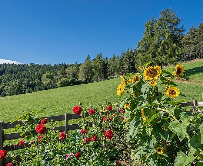 Onze tuin met dahlia’s en zonnebloemen. Daarachter begint het pad naar het hoogplateau van de Salten – direct vanaf de boerderij.