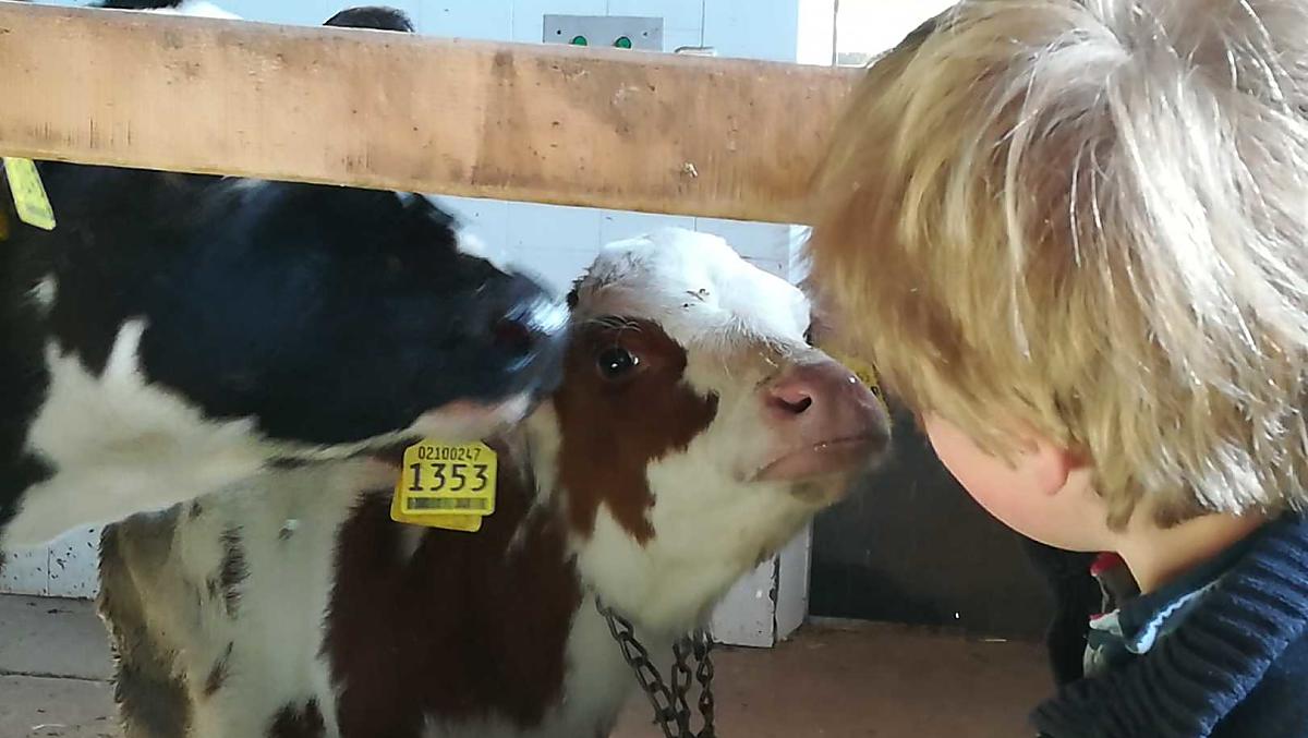 Boerderijliefde: heel dicht bij onze kalfjes staan