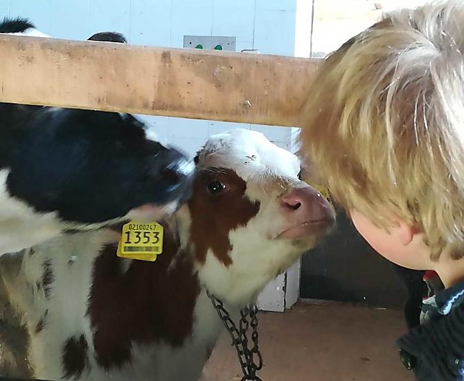 Boerderijliefde: heel dicht bij onze kalfjes staan