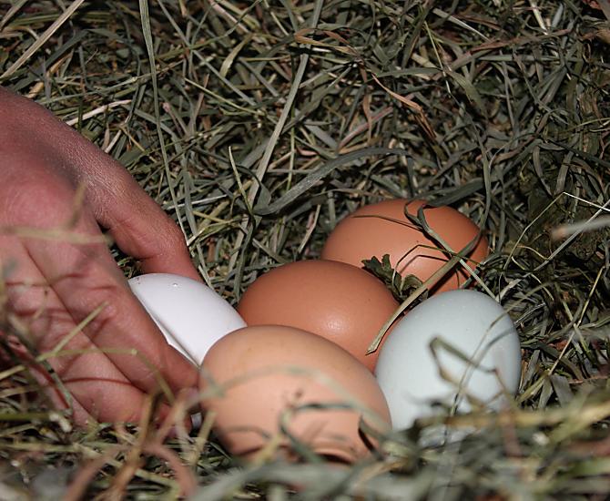Eieren van blije kippen worden graag bij het ontbijt geserveerd