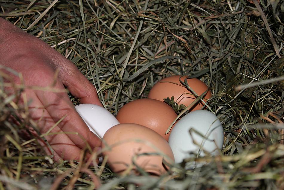 Eieren van blije kippen worden graag bij het ontbijt geserveerd