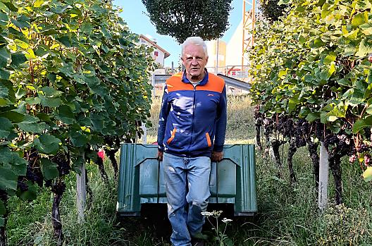 Arnold tijdens de druivenoogst
