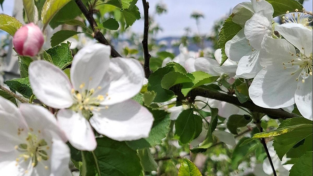  De appelbloesem is een betoverend schouwspel en markeert het begin van de lente.