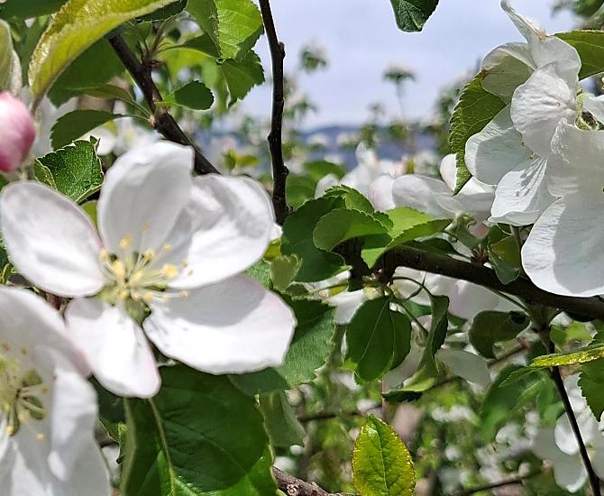  De appelbloesem is een betoverend schouwspel en markeert het begin van de lente.