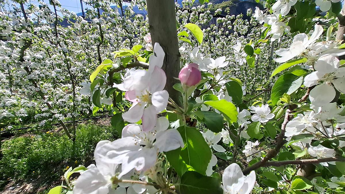 Onze appelboomgaarden staan in volle bloei