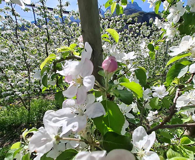 Onze appelboomgaarden staan in volle bloei