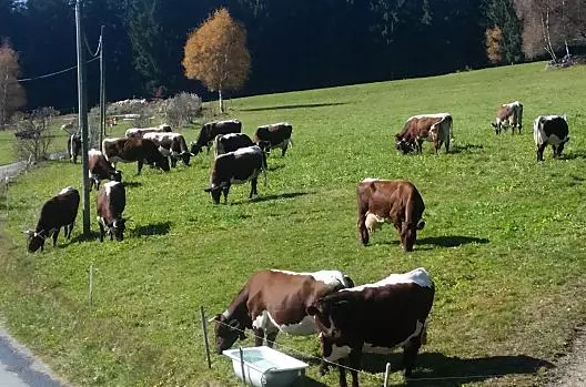 Veiderhof - Elenco Photo