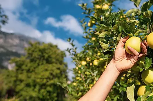 Wij zijn een fruitkwekerij - wij laten u graag de verschillende werkzaamheden op de boerderij zien en geven inzicht in ons dagelijks leven.