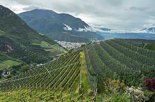 Plattnerhof - Elenco Photo