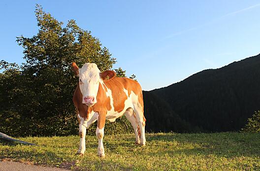 Ook ons jongvee geniet in de zon.