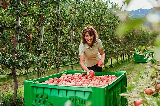 De appel – rond en gezond