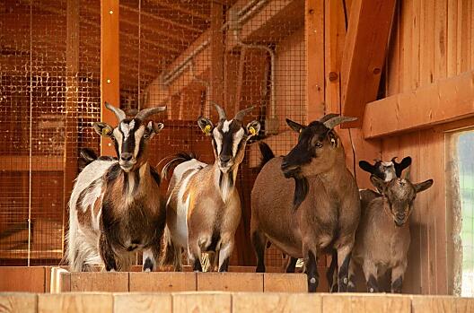 Winklerhof - Elenco Photo