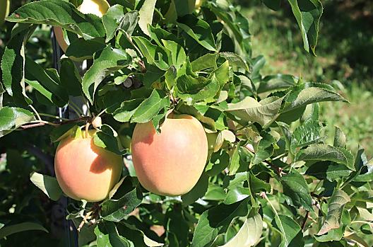 Appels van de Masunerhof