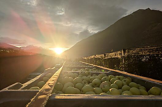 Appeloogst