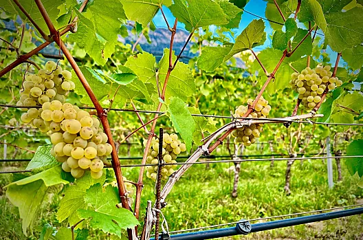 De wijngaard direct bij de boerderij – Pinot Blanc van de beste kwaliteit