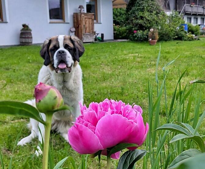Hinterhauserhof - Galleria fotografica Photo