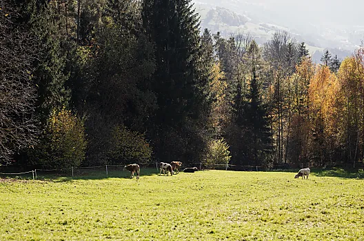 Gfohlerhof - Elenco Photo