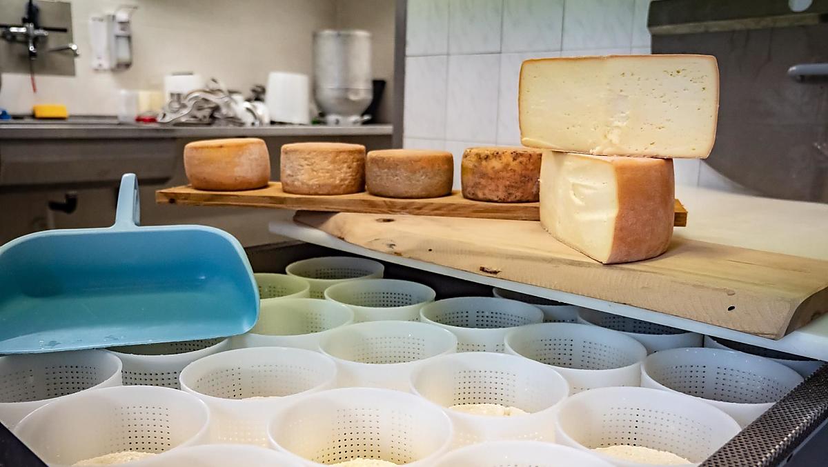 Kaasproductie in de boerderijkaasmakerij