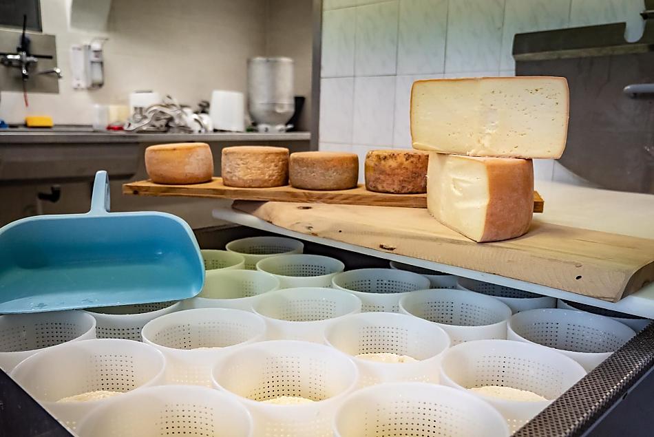 Kaasproductie in de boerderijkaasmakerij