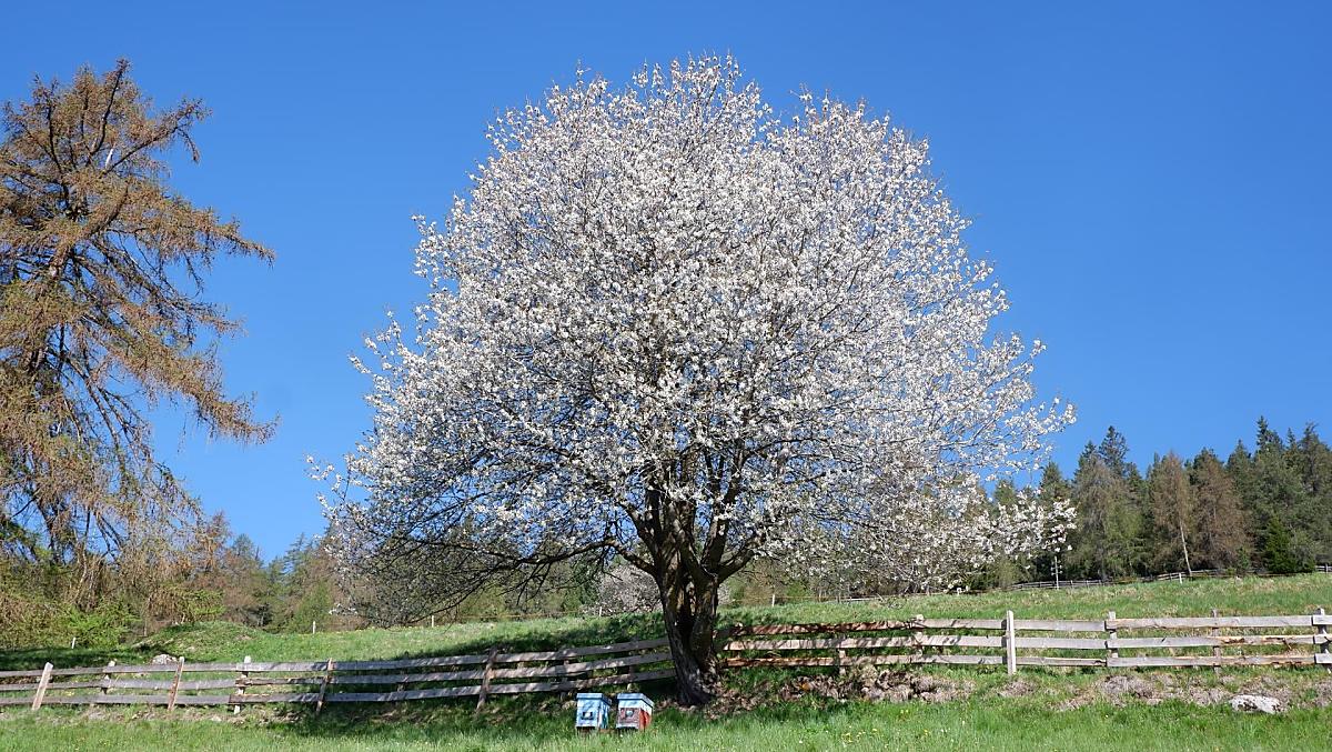 Kersenbloesem
