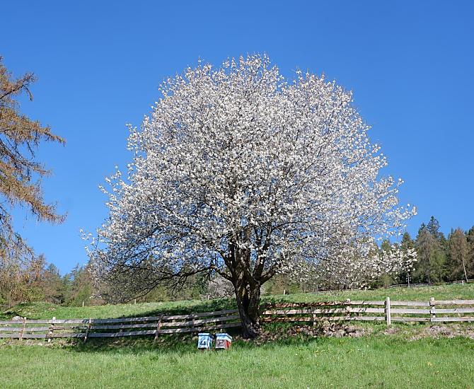Kersenbloesem