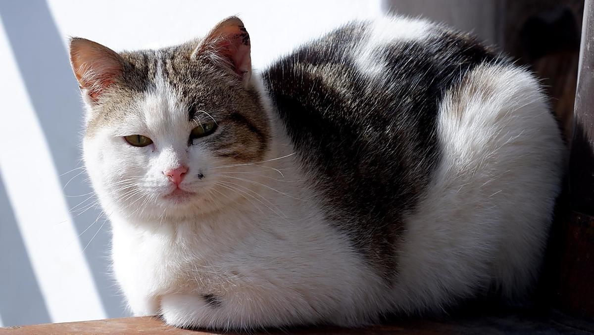 De boerderijkat geniet van de zon