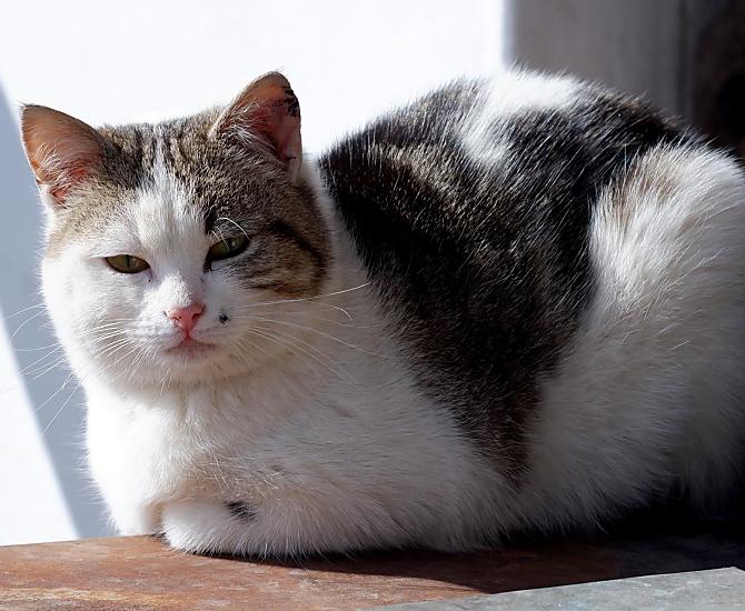 De boerderijkat geniet van de zon