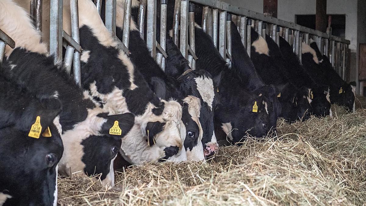 Opfok van Holstein-runderen