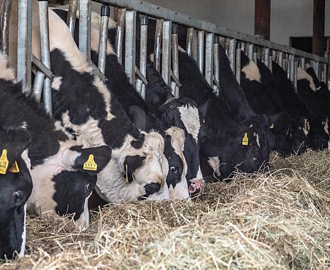 Opfok van Holstein-runderen