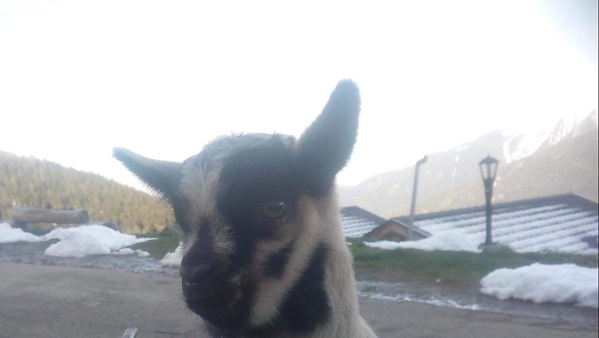 Kleine bokken op de boerderij