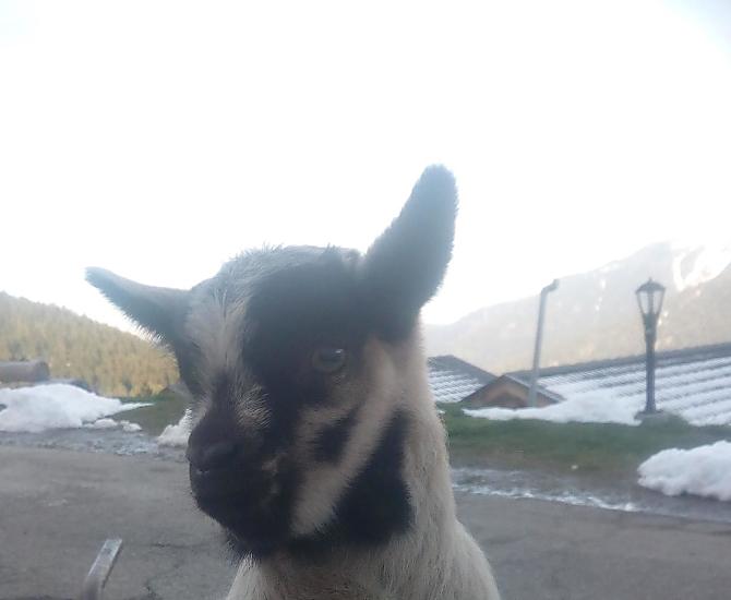 Kleine bokken op de boerderij