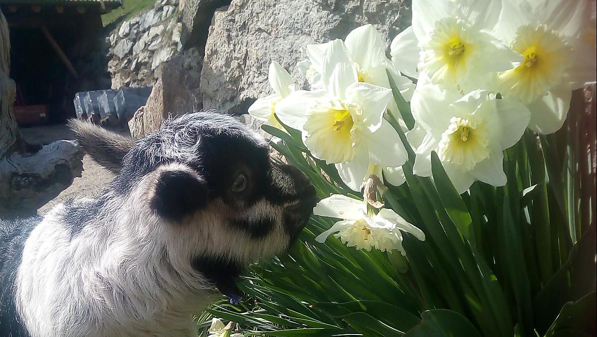 Ondeugend geitje op de boerderij.